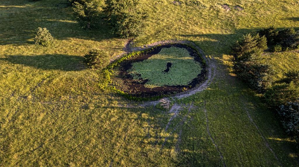 Thomas Riley Surv Abs #868 - Land