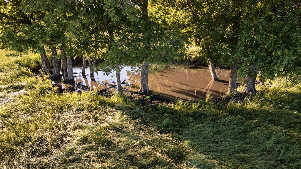 Thomas Riley Surv Abs #868 - Land