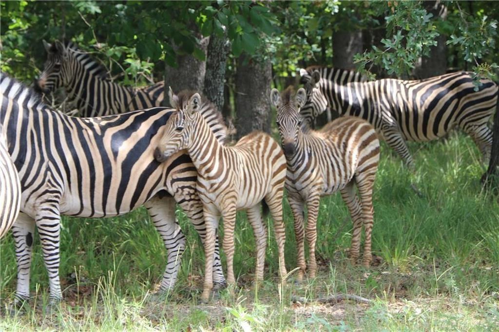 Safari Waters Ranch - Land