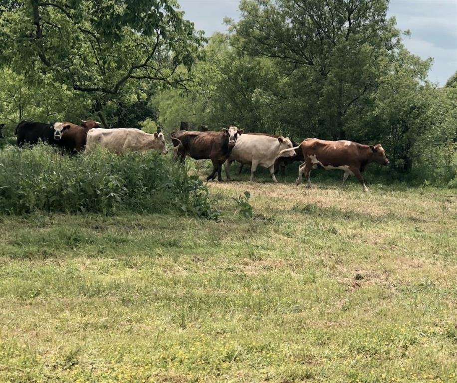 Rockerfellow Margaret Surv - Land