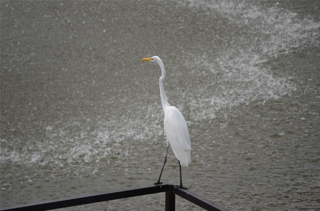 Preston On Creek Condos - Residential