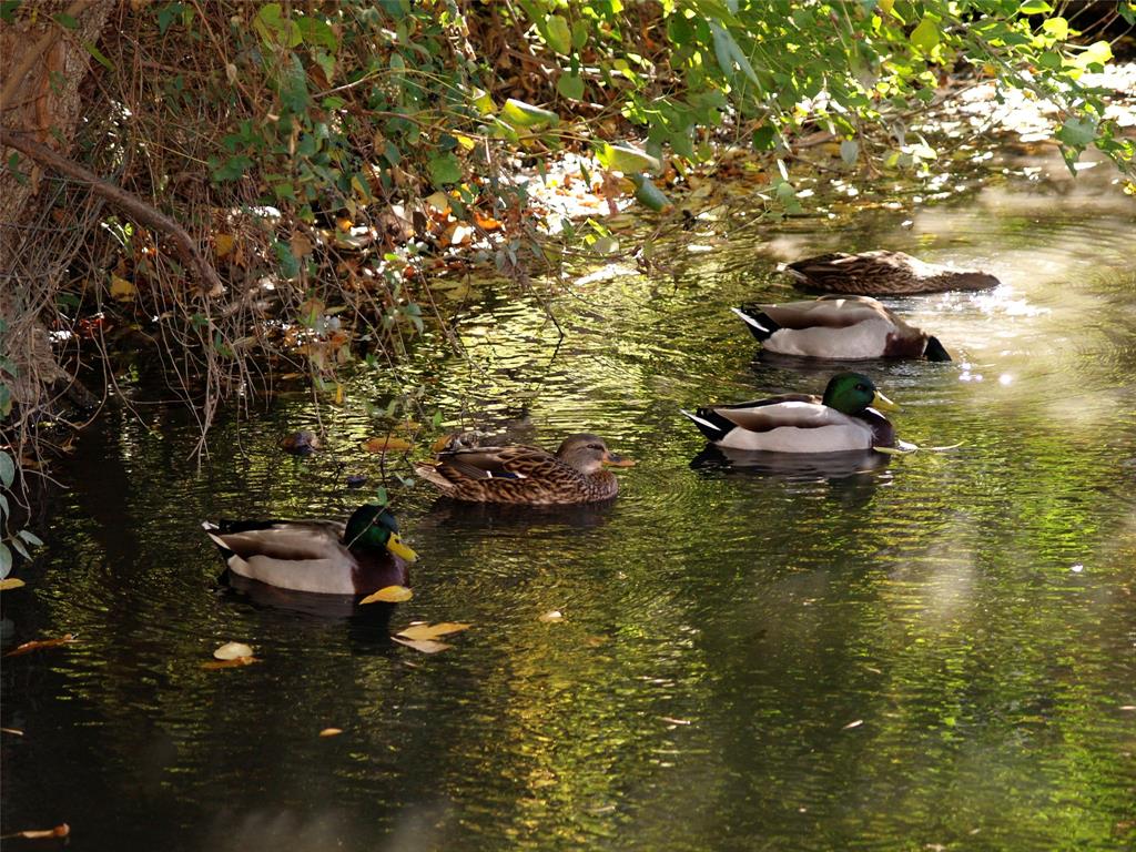 Preston On Creek Condos - Residential