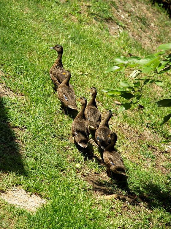 Preston On Creek Condos - Residential