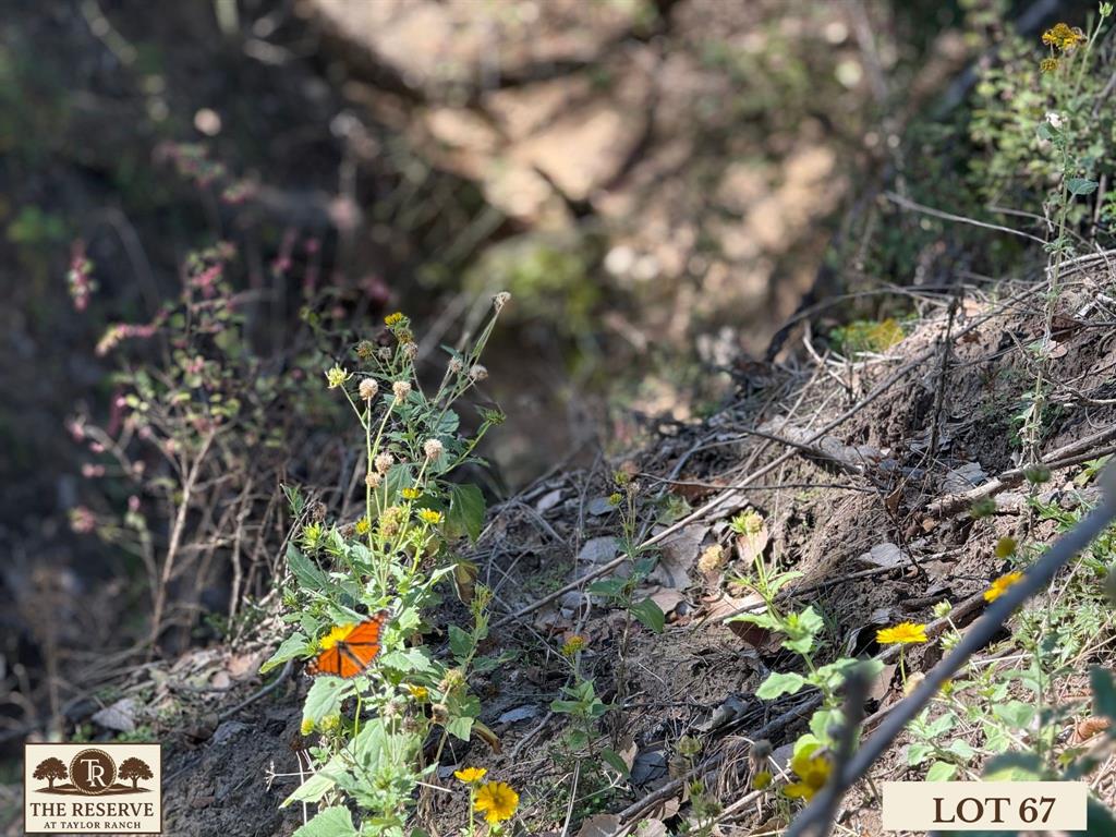 The Reserve at Taylor Ranch - Land