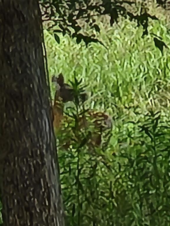 Meadow Wood Estates Ph 2 - Land