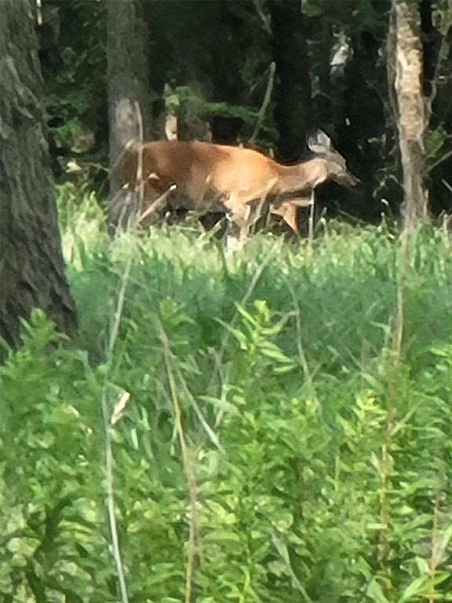 Wake up in a hunter’s paradise, where deer roam freely in your front yard! This secluded, heavily wooded 23-acre property is perfect for hunting or building your dream home. Septic System and foundation are elevated 2 feet above flood zone.  Equipped with water, aerobic septic, and electricity, it’s ready for you to make it your own. The land benefits from wildlife and grazing exemptions and features an approximately 36x80 foundation, ideal for a home, hunting cabin, or mobile home. Abundant wildlife, including deer, owls, and hogs, make this a nature lover’s haven. Located at the very end of a private road on the right-hand side, this is the perfect retreat for peace, privacy, and adventure!   There is a well on the property with a pump - seller is not sure how deep but it needs a new seal.

No owner financing.