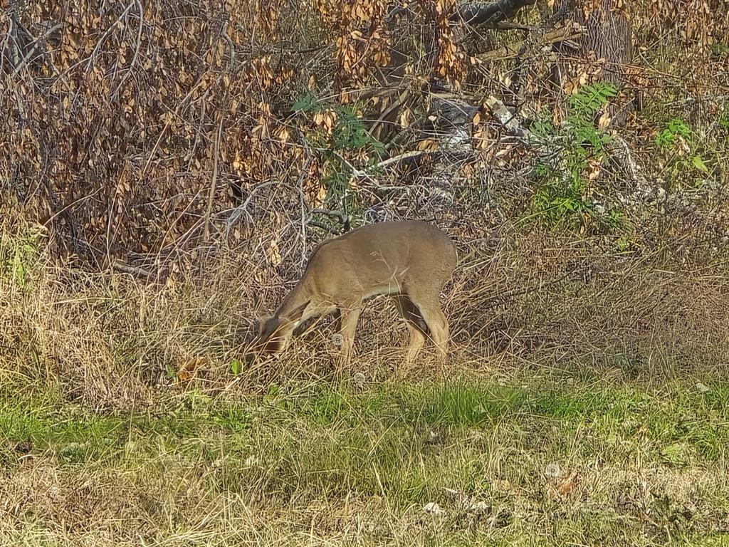 Meadow Wood Estates Ph 2 - Land