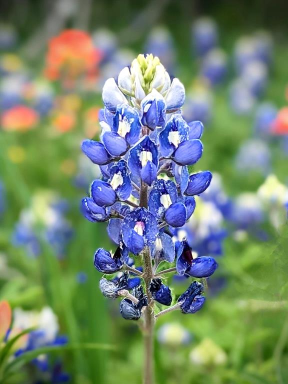 James A Blakely Abstract - Land