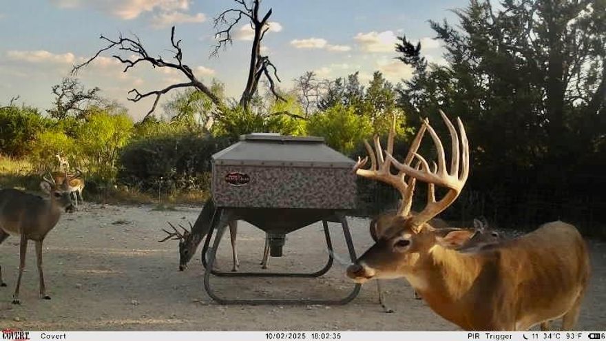 Located in the heart of Mills County, this exceptional high-fenced game ranch offers a turnkey hunting and recreational experience on a beautifully diverse property. The ranch features a mix of rolling terrain, food plots, open areas, and dense tree cover including live oaks, post oaks, some cedar and mesquite creating ideal conditions for wildlife.
The property is home to thriving populations of approx. 50 whitetail deer, approx. 30 axis deer, and approx. 30 blackbuck antelope. The habitat has been carefully maintained to support a healthy ecosystem, with native vegetation and supplemental feeding in place to ensure year-round wildlife activity.
There are 6 hunting stands and 11 feeders which will convey. The stands, both elevated and ground-level are strategically located along game trails and feeder lines, offering excellent visibility and wind coverage. The feeders are distributed throughout the property to maximize movement and create multiple hunting zones. A network of pasture roads and trails provides easy access to all blinds, feeders, and watering stations, ensuring minimal disturbance to wildlife and easy navigation across the property.
One water well services the property and water is piped across the ranch to several troughs, providing year-round water sources for the animals. There is also one stock tank that currently has water.
This property has MLD3 permit allowing for an extended whitetail season, which combined with exotics and bird hunting you can enjoy the ranch year round. Current owner sells hunts to help control the population and supplement income.
Improvements and amenities include a 3-bedroom, 2-bath home, perfect for weekend getaways or full-time living. Home is currently rented providing monthly income. In addition to the home there is a storage building, carports, freezer, outdoor kitchen area and skinning area. Campers shown in the photos are NOT included in the sale but will be availale for purchase separate from the land.