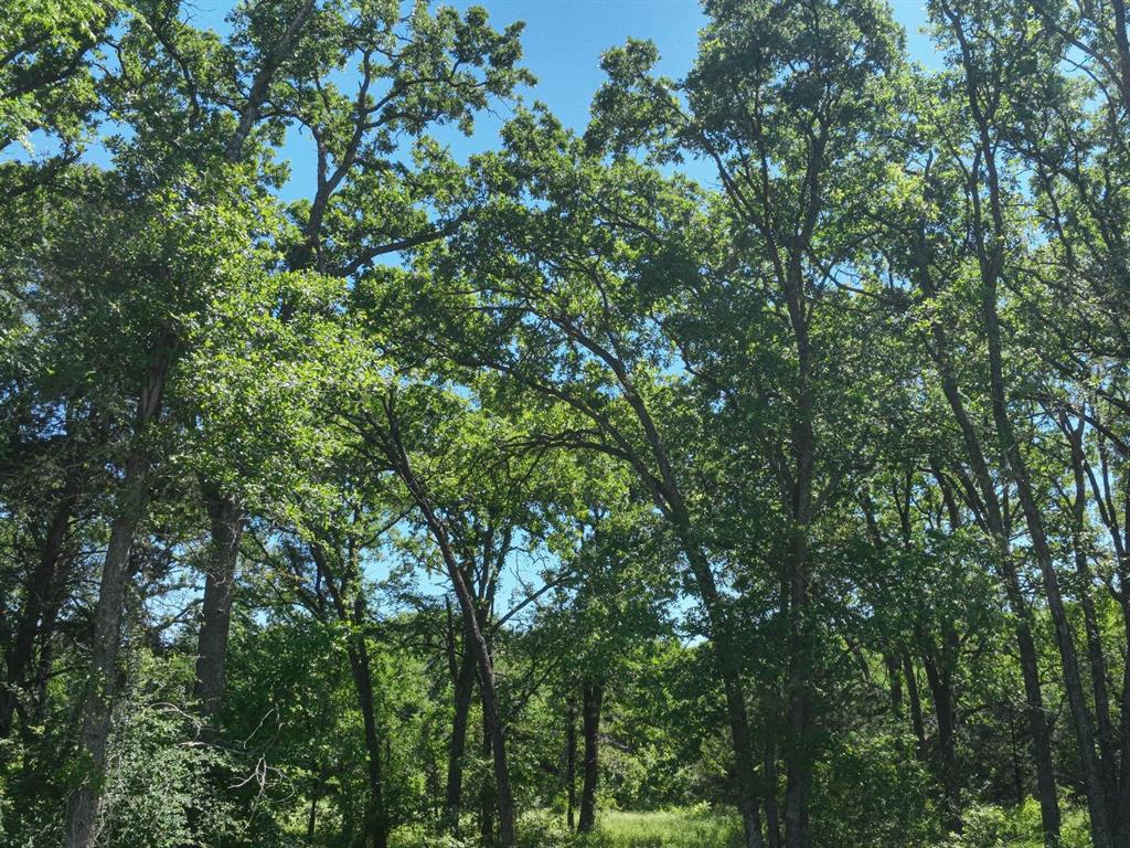 Towering Oaks - Land