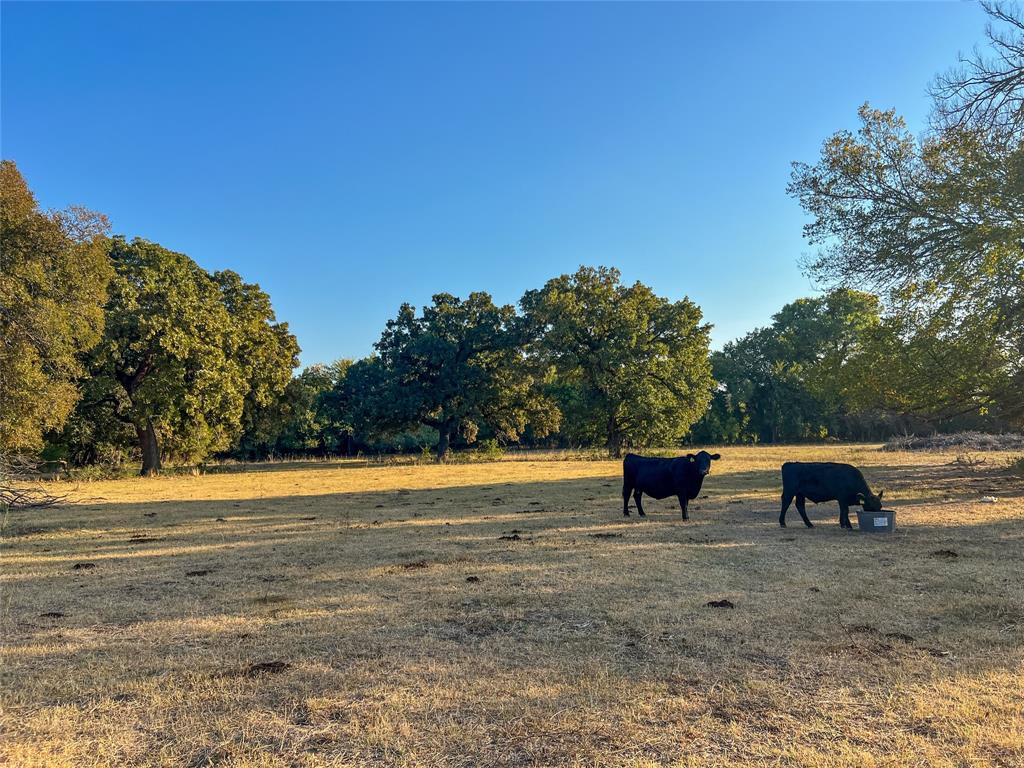 Polo Club Sub - Farm