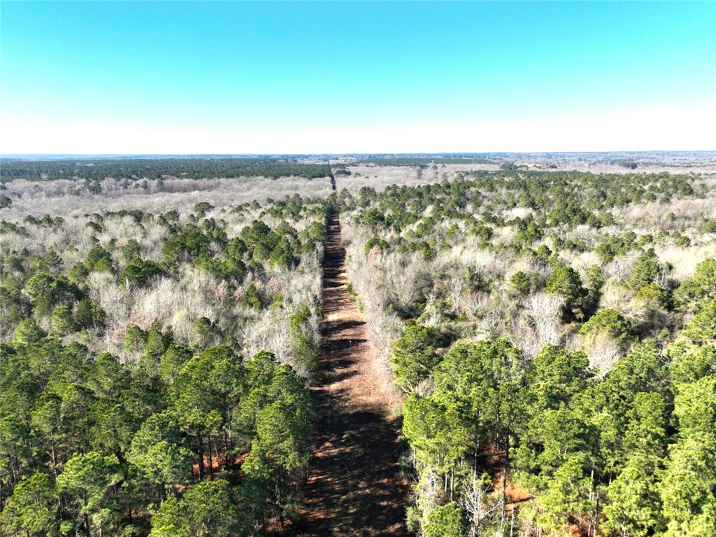 TBD Bamboo Road