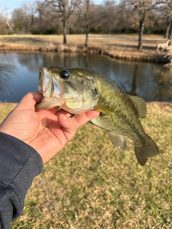 L Lithecum - Residential