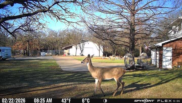 L Lithecum - Residential