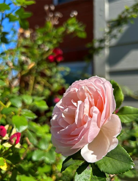 Skillman Bend Condo - Residential