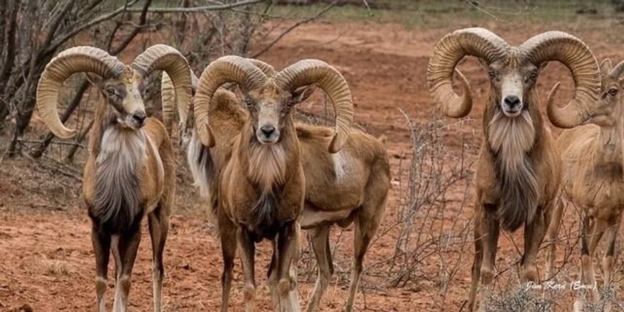Buffalo 4 Ranch offers 1,137+ - turnkey high-fenced acres in Blackwell, Texas (Nolan & Runnels Counties). This premier game ranch features 380 ft of elevation change, rolling hills, mature oak motts, mesquite, cedar, plum thickets, diverse grasses, and approx. 150 acres of established food plots. Water is exceptional with 7 ponds, 2 electric water wells (both homes on filtration systems), and 3 solar wells feeding troughs throughout the ranch. Wildlife is abundant and includes Whitetail (Boone & Crockett to 300 ft+), Axis, Fallow, Blackbuck, Transcaspian sheep, turkey, quail, dove, ducks, and hogs. Ranch infrastructure includes 13 corn feeders, 12 protein feeders, and 11 hunting stands.
The 2,214 sq ft main home (built 2022) offers luxury lodge-style living with 18 ft ceilings, quartz countertops, custom finishes, mud-utility rooms, and a 37×40 insulated garage with commercial fridge freezer, ice machine, and temp-controlled half bath. A 40×10 covered processing area includes a walk-in freezer and electric winch. Large covered porches overlook the ranch.
The 1,683 sq ft second home (built 2017) includes granite counters, knotty alder cabinets, stained concrete floors, new HVAC, and a full-length back porch. Additional improvements include a tractor-equipment barn, two 300-gallon fuel tanks, a 15,000 lb split feed silo, cow pens, interior road system, and full perimeter high fencing.
Approx. drive times: 58 miles to Abilene Regional Airport, 233 miles to DFW, 238 miles to AUS, 386 miles to Waco.
Offered turnkey.