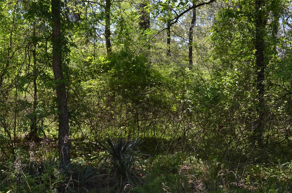 LOT 43 Daniel Boone Lane