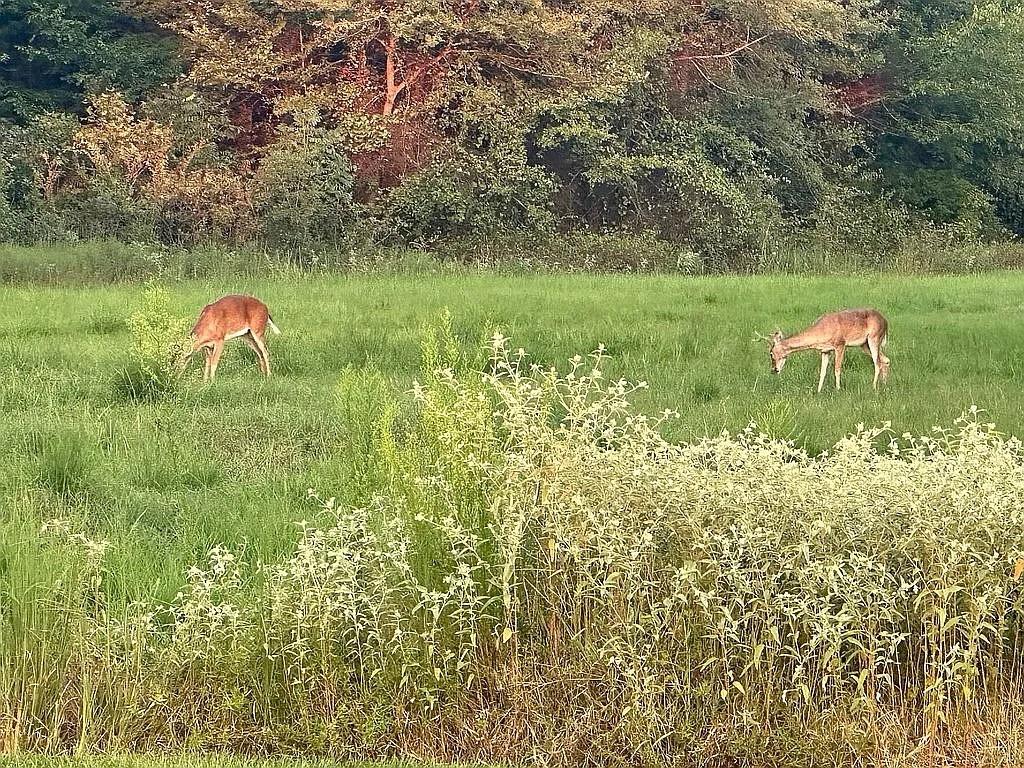 James Douthit Surv Abs #198 - Residential