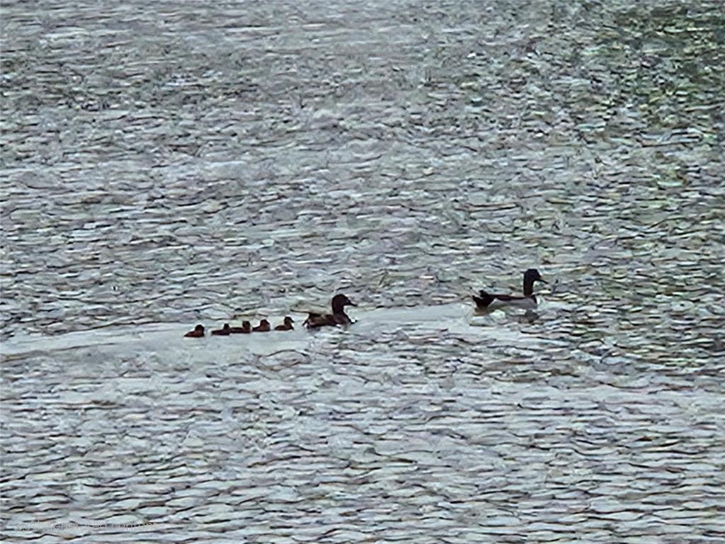 La Vista Dcbe Twnhms - Residential