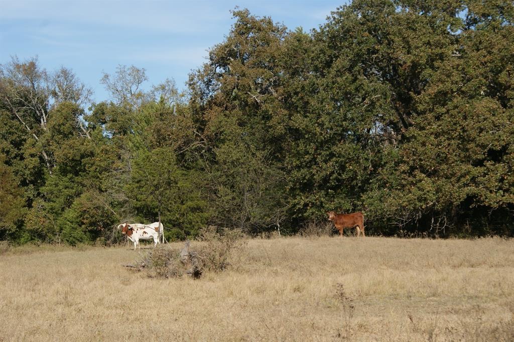 David F Webb Survey A 568 - Residential