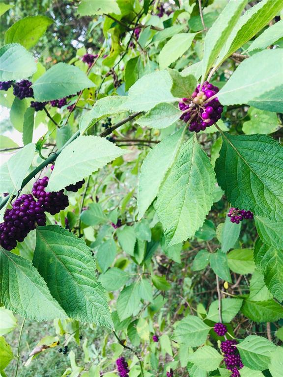 Lake Ridge Sec 22 Ph A - Land