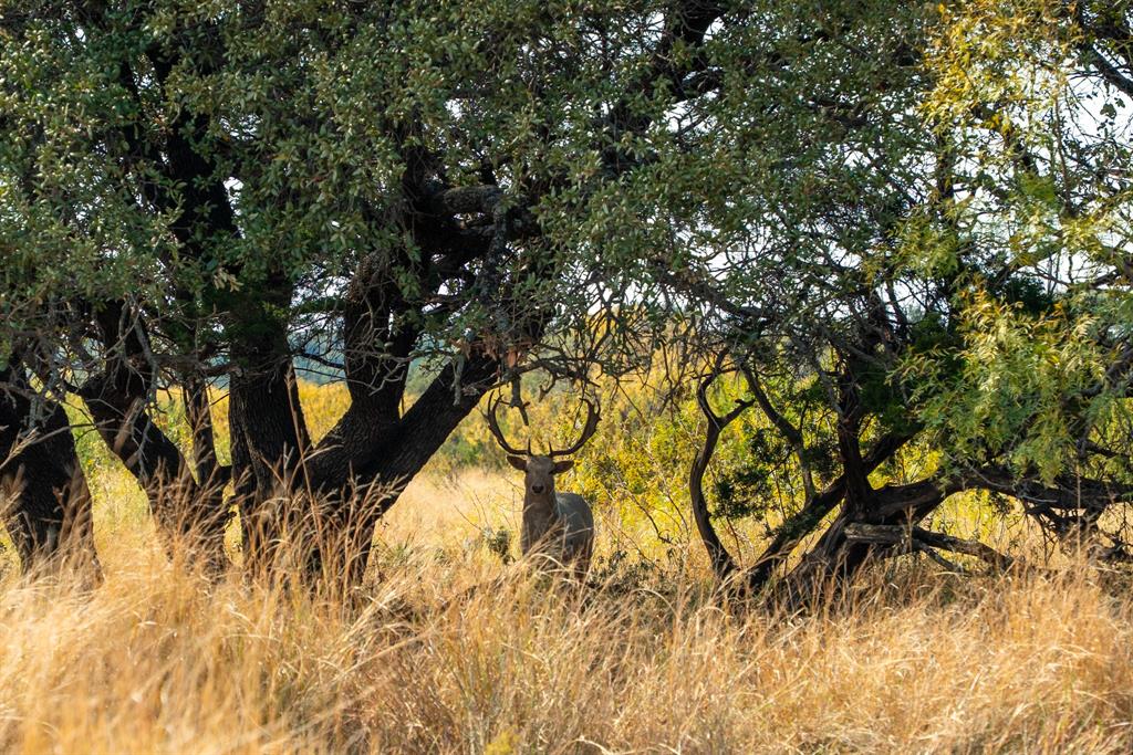 Buffalo4 Ranch CR 290