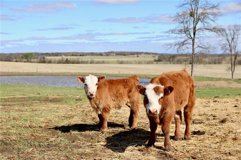 POWELL STEVE - Residential