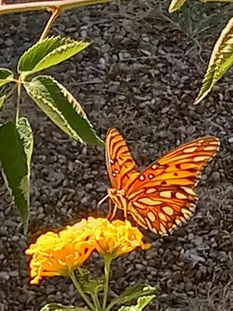 Terrell Rev - Residential