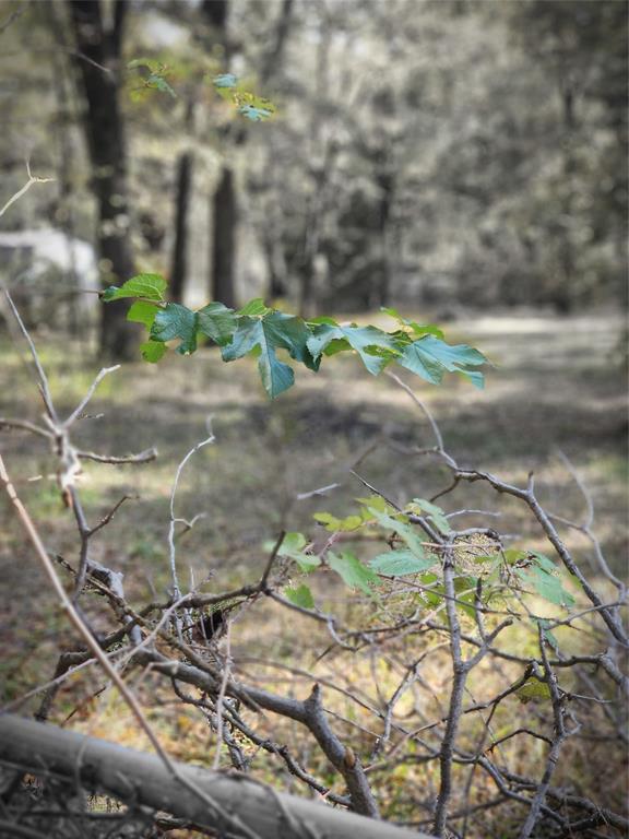 Eastwood Island - Land