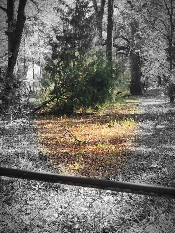 Eastwood Island - Land