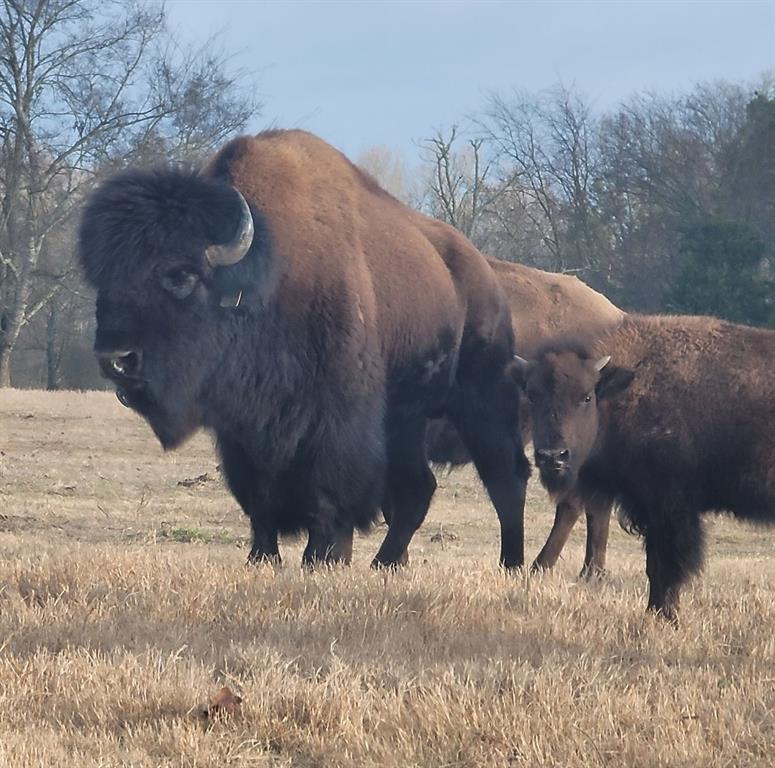 HARRISON COUNTY SC HOOL LAND,TRACT 1 - Farm