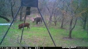 A029W - A Varela-Woodland - Land