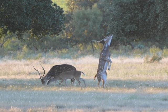 Simpson Lake - Residential