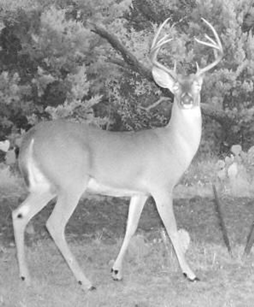 One of a kind 400 Acres that can be anything you desire. From the Sandy Loam ground in the bottom fields to the harder ground on the ridges. Post Oakes in the lower ground to Big Live Oakes and Cedars on the top. Great set of working pens with shed. Several elevation changes with great views. The brush was thoughtfully cleared leaving abundant cover for wildlife sanctuaries. Extensively managed deer practices for many years always allow for mature deer each year. Great turkey population along with hogs. A tank on the place for CATFISH with electric and second well. Access is convenient with complete county road frontage along one side, and the property directly adjoins a heavily brushed 199+acre tract also for sale by the same seller. Together, they offer the potential to create a 600-acre high-fence game ranch or working cattle operation. Several places to build that Dream home with great views. Call with any questions! DON'T MISS THIS ONE!!