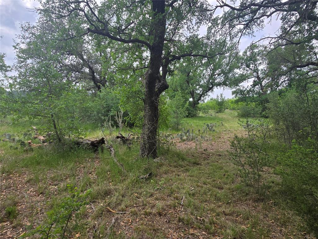Lot 913 Cinnamon Teal