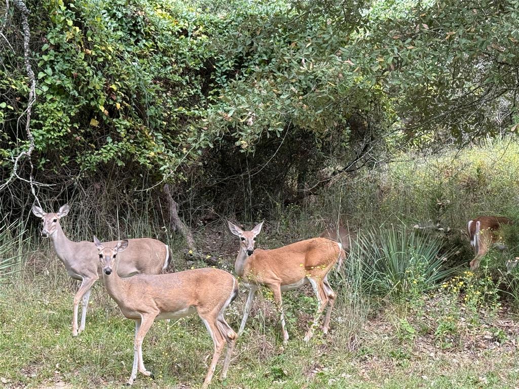 Holly Lake Ranch - Residential