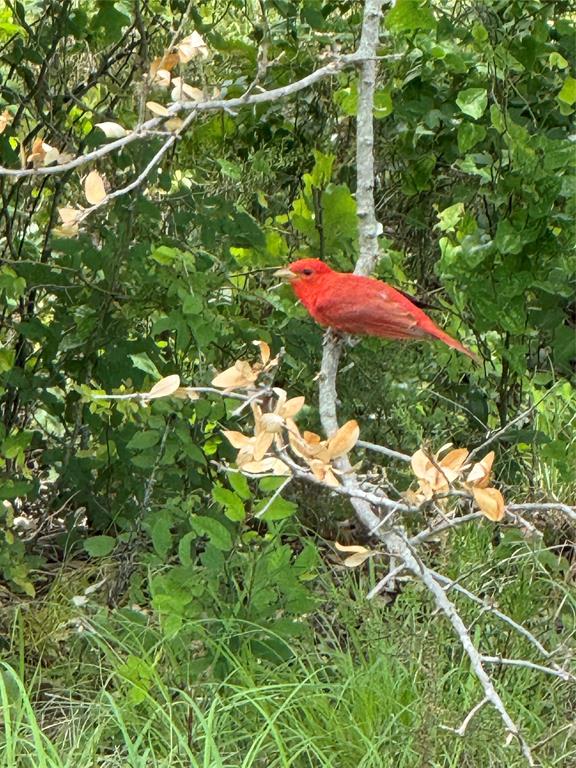 Comanche Ranch Estates - Land