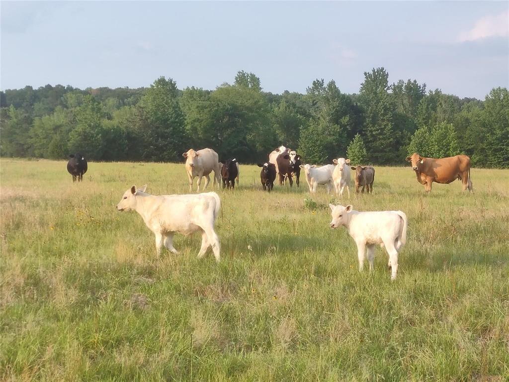 ABS 0036 Blackburn G - Land