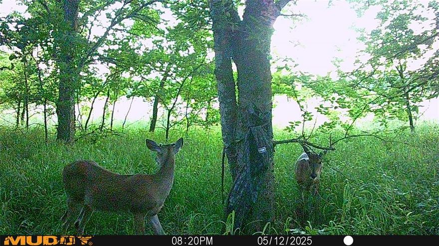 Opportunity to own Mill Creek land. See Pictures of wildlife caught on camera. Grayson County is archery only and has an annual Crossbow season.  People shoot hogs, coyotes, and other varmints; however, not deer.  Information needs to be verified with proper authorities who are in charge of wildlife in Grayson County.  Grayson county does allow hunters to use a crossbow during the general crossbow season.  No restrictions on building.   Land borders Hwy 69 and Dugan Chapel Rd.  Located in Award-winning Bells ISD.   Mill Creek rises four miles northwest of Pottsboro in north-central Grayson County and runs west until it turns northwest in its extreme lower reaches.   The surrounding rolling to flat terrain is surfaced by sandy to clay loams that support mixed hardwood and pine trees.   The area has served as range and cropland.   Mill Creek runs for sixteen miles to its mouth on a finger of Lake Texoma.   This land is truly such a rare find.