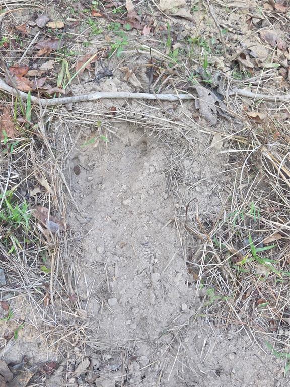 Joshua Bowerman Hr Surv Abs #5 - Land