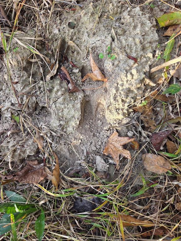 Joshua Bowerman Hr Surv Abs #5 - Land