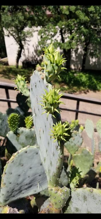 Enchanted Oaks Add - Residential