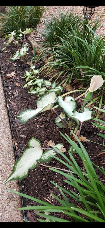 Enchanted Oaks Add - Residential