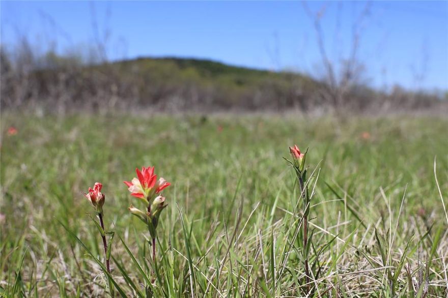 11 ACRE TRACT! Come out to the tranquility of Gordon, TX and build your dream home away from all of the hustle & bustle. Only a few minutes from I-20, only 30 minutes to Weatherford, Stephenville & Mineral Wells. Mitchell Hill Road frontage runs along the West & North side of this tract which gives options for a private driveway entrance. Barton Creek Co-op water available along Mitchell Hill Rd. Ag exempt. Property lines are approximate. Buyer to purchase survey. NEW PHOTOS UPLOADED!!
***Adjoining 10.5 acre tract to the East is for sale and can be purchased together as a 21.5 acre property.