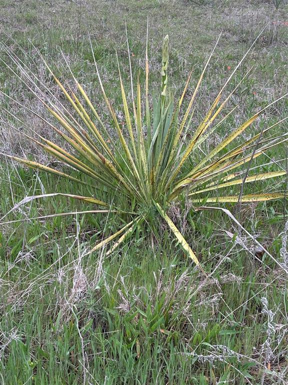 The Ranches at Blackjack Mdws - Land