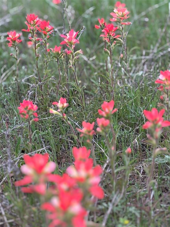 The Ranches at Blackjack Mdws - Land