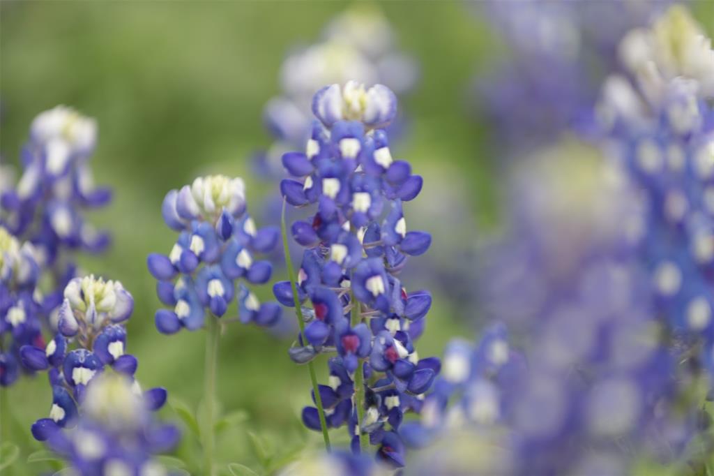 Q Ellis - Residential