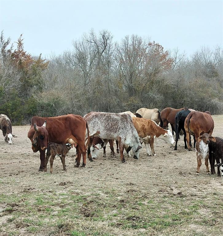 Mep&P Co Surv Abs 1127 Tracts - Land