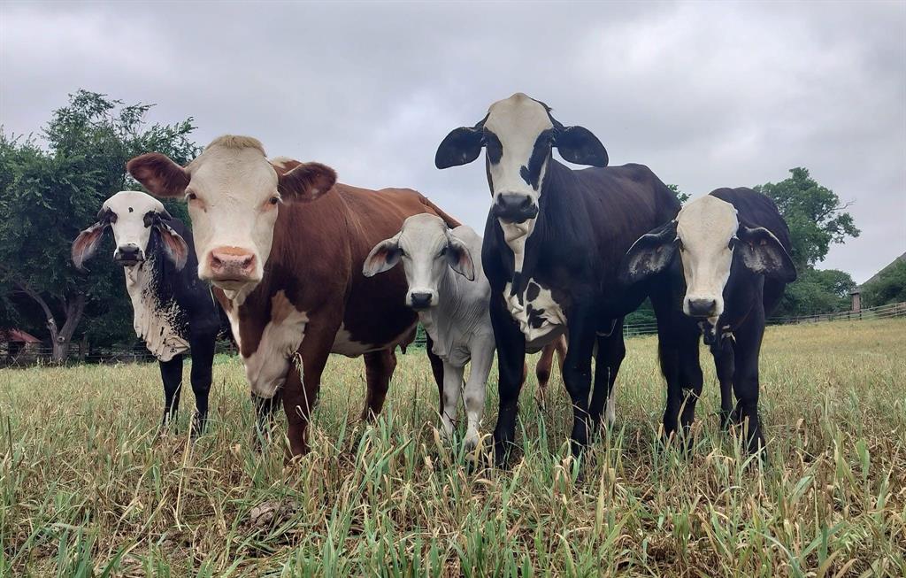 Mep&P Co Surv Abs 1127 Tracts - Land