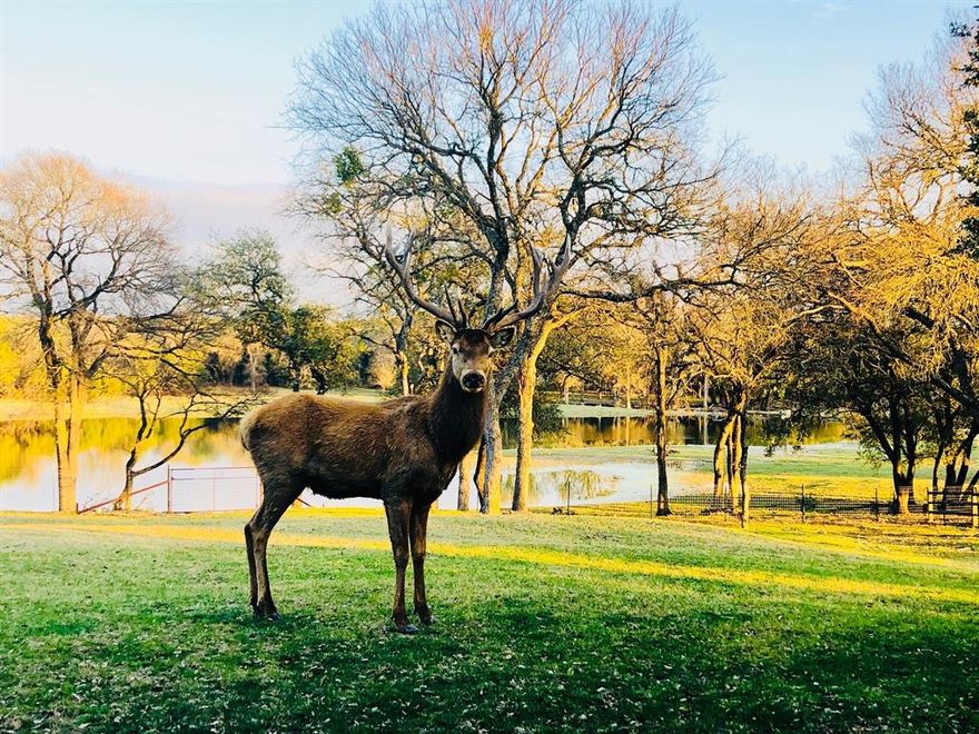 Stunning 200+- Acre tract in the Burnet County, ideally located approximately 6 miles west of Highway 183, nestled between Burnet and Lampasas. Conveniently situated just one hour from Austin and only 35 minutes from Killeen, this exceptional property offers both privacy and accessibility. The land showcases approximately 140 feet of elevation change, creating dramatic topography with multiple elevations, a scenic mesa, and sweeping long-range Texas Hill Country views. Rolling terrain and elevated vantage points provide unforgettable sunrises and sunsets across the landscape. This ranch offers numerous ideal homesites, allowing you to build your dream home, a private Hill Country retreat, or a weekend getaway designed to capture the surrounding views and natural beauty. Whether envisioning a luxury estate, a family compound, or a peaceful escape from the city, the property’s layout and scenery provide the perfect canvas. The property is scattered with mature oak and pecan trees and further enhanced by picturesque wet-weather creeks that add natural beauty and seasonal water flow. The diverse habitat supports abundant wildlife, making it ideal for recreation, conservation, or ranching use. Exotic wildlife is negotiable with the sale, offering a rare opportunity for a turnkey game ranch. Species may include scimitar antelope, red deer, sika deer, whitetail deer, and aoudad. This remarkable property combines stunning scenery, build-ready potential, and unique wildlife amenities in the heart of the Texas Hill Country. Seller offering starter heard of either Scimbok, Red Deer or Aoudad- with a male and 2 females.